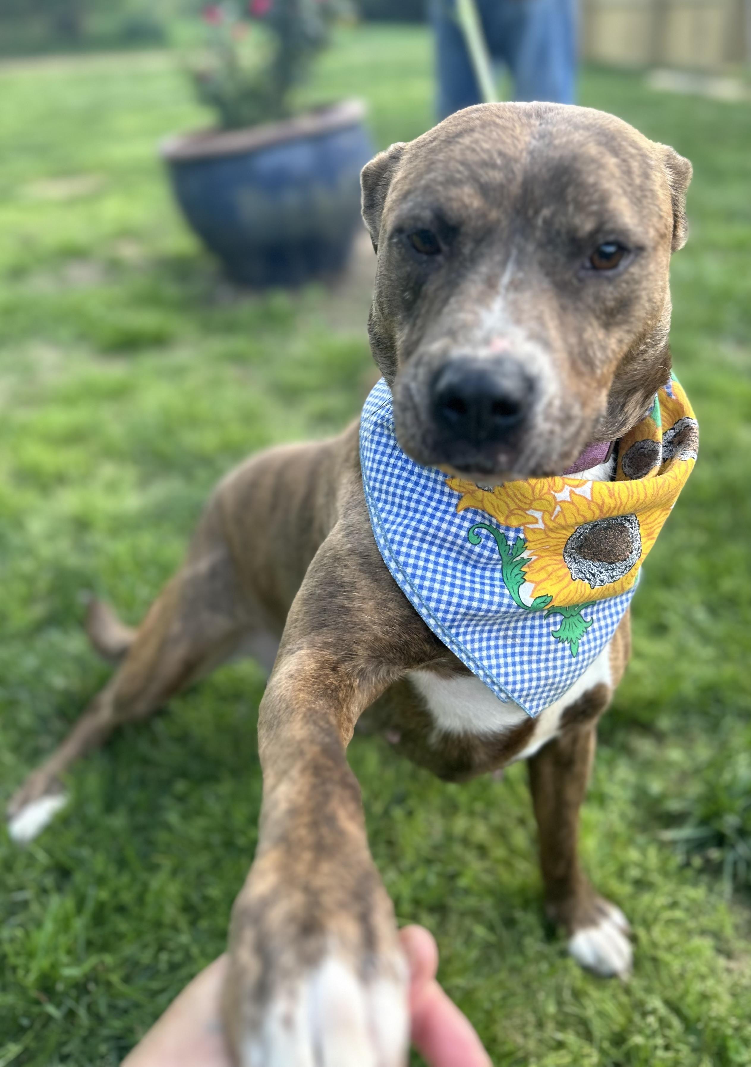 Staci, Adoptable, Adult Female Plott Hound & American Staffordshire Terrier.