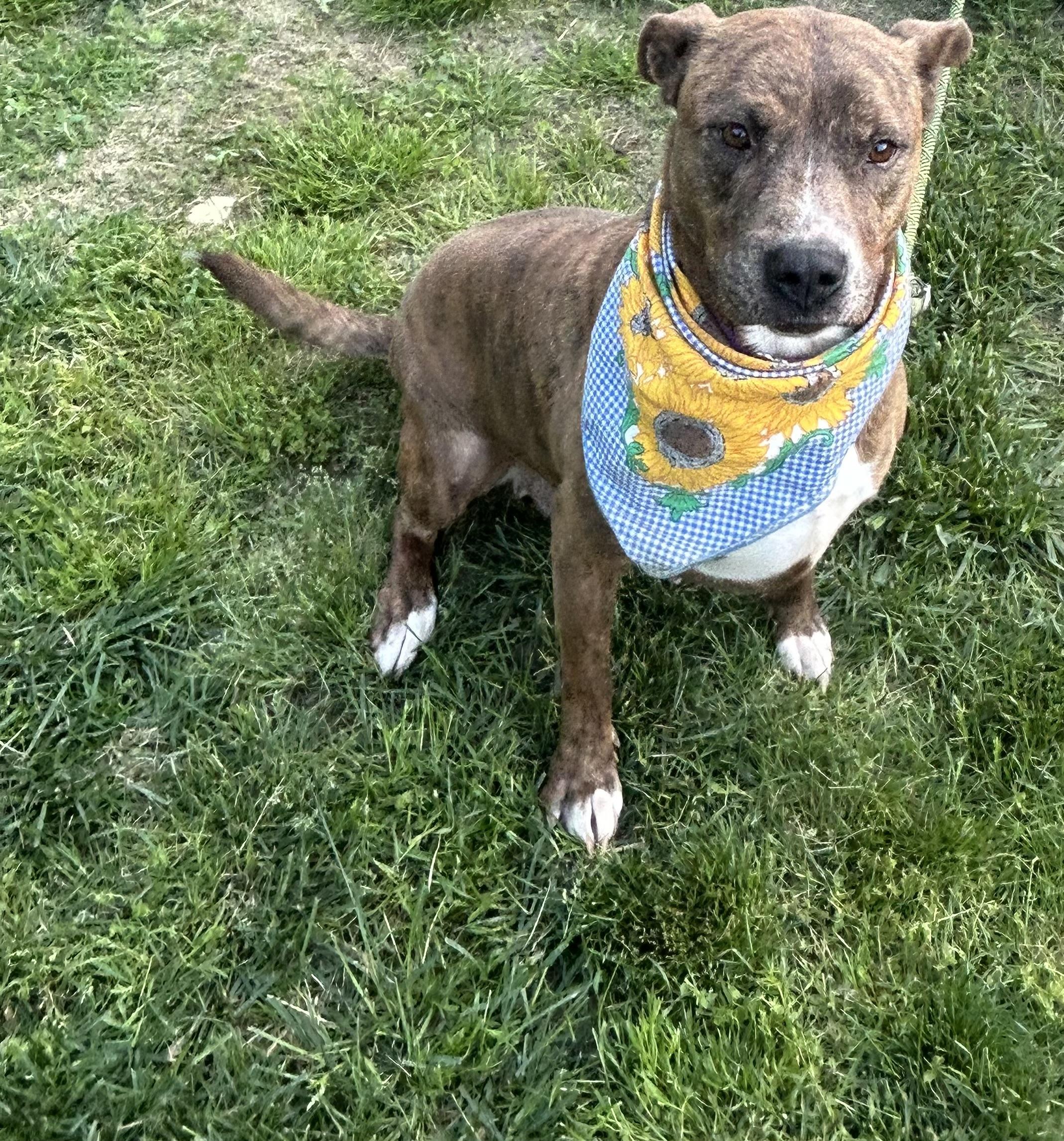 Staci, a Adoptable mixed breed in Scottsville, KY image 4/6