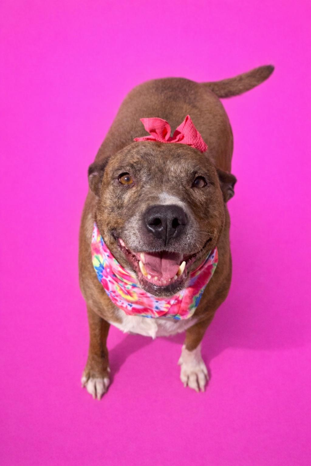 Enlarge Staci, a Adoptable mixed breed in Scottsville, KY image 1/5