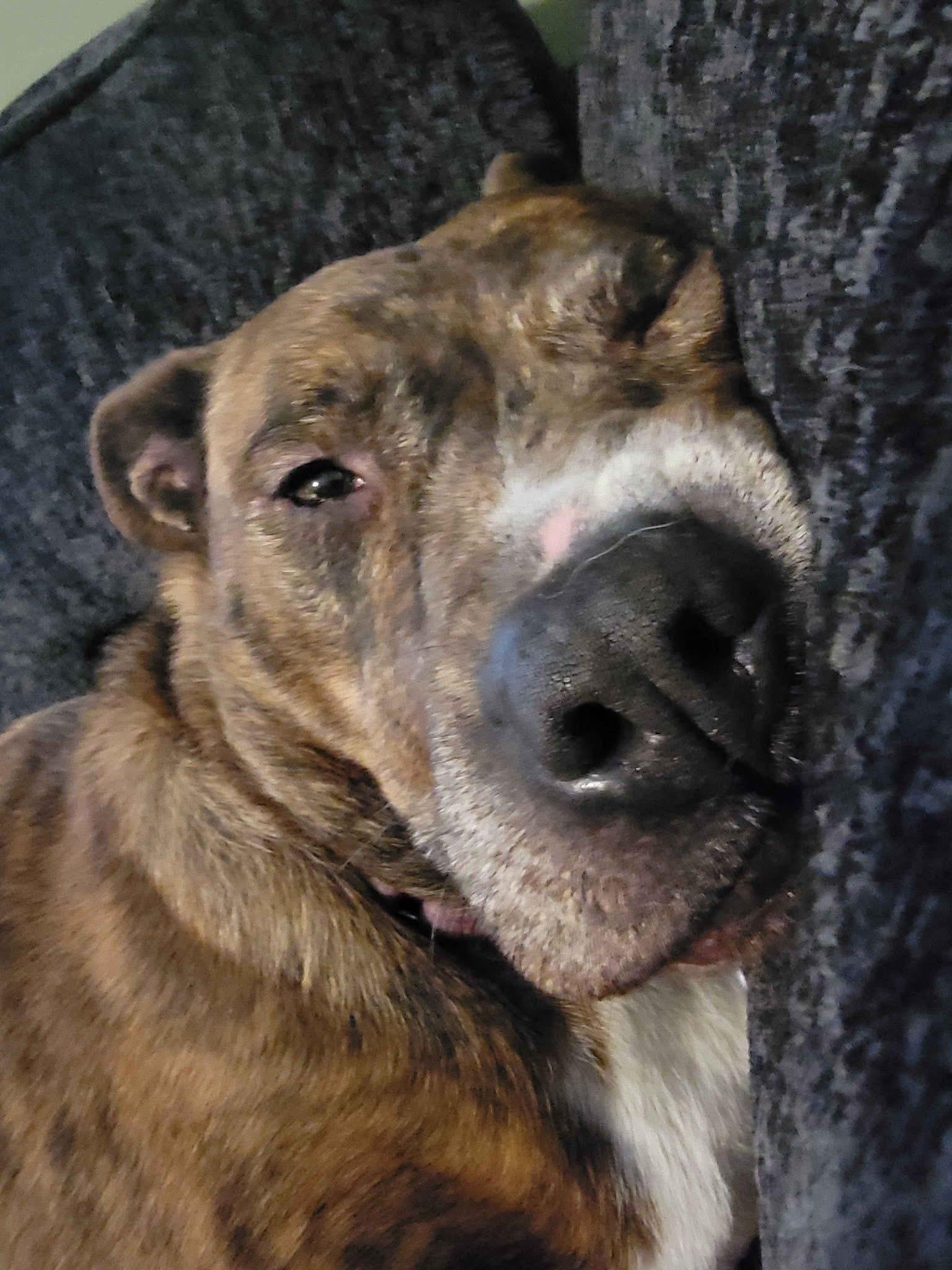 Enlarge Staci, a Adoptable mixed breed in Scottsville, KY image 4/5