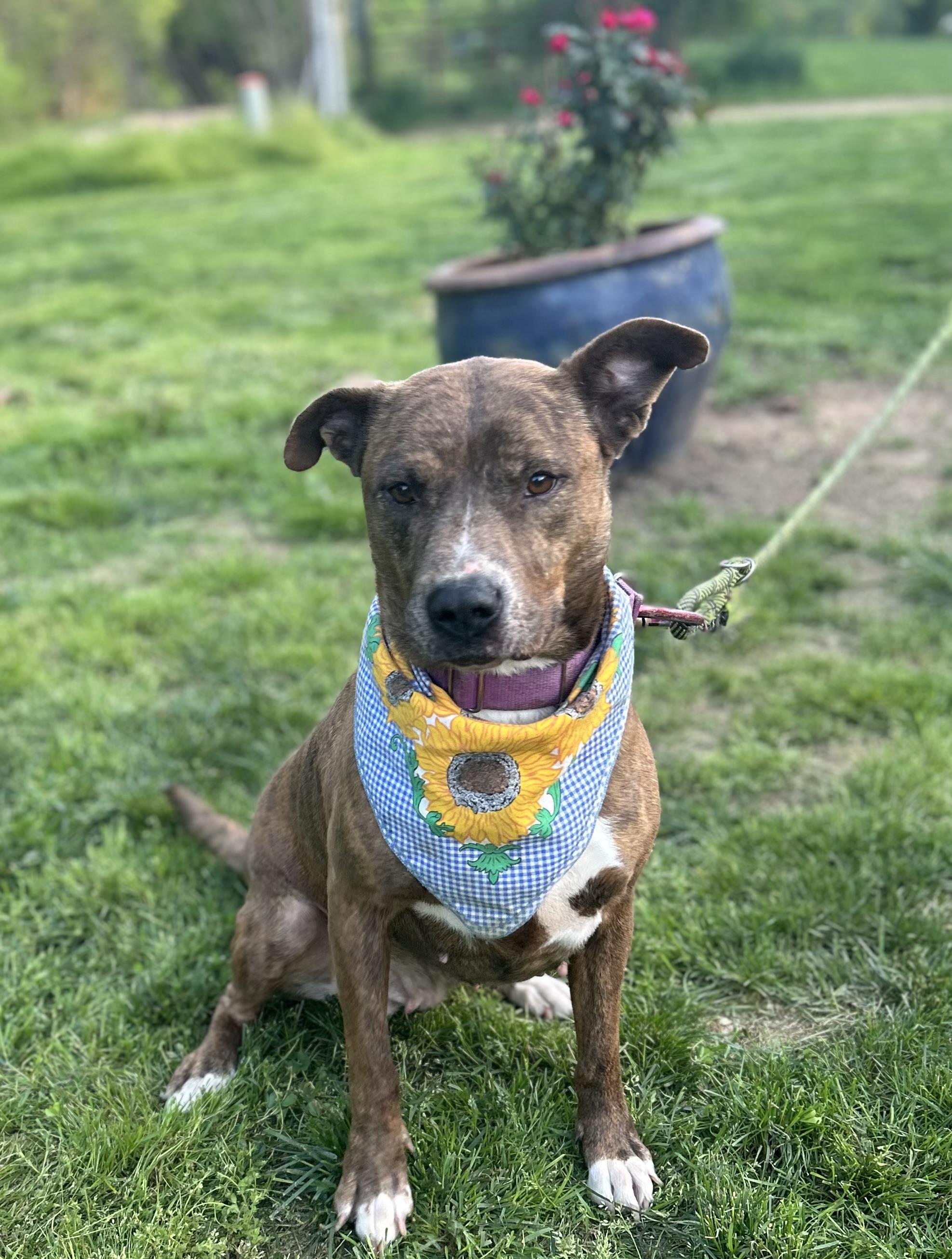 Staci, a Adoptable mixed breed in Scottsville, KY image 5/6