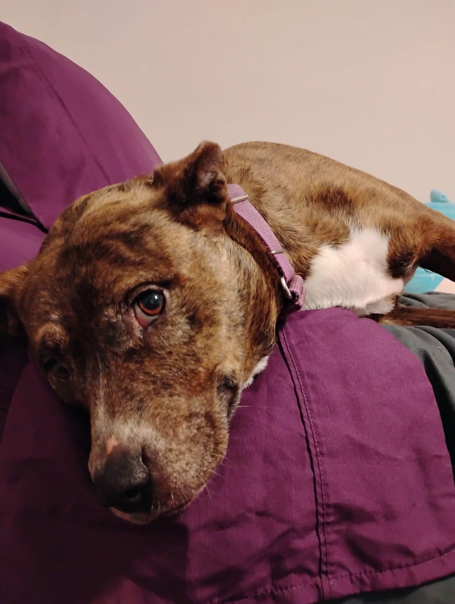 Enlarge Staci, a Adoptable mixed breed in Scottsville, KY image 3/5