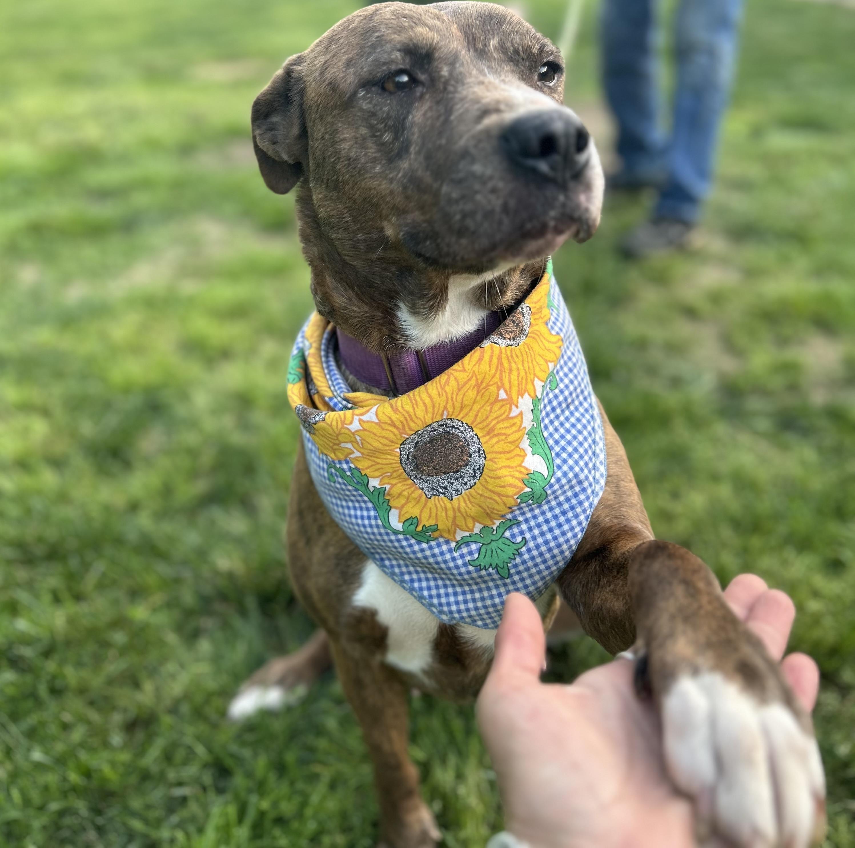 Staci, a Adoptable mixed breed in Scottsville, KY image 6/6