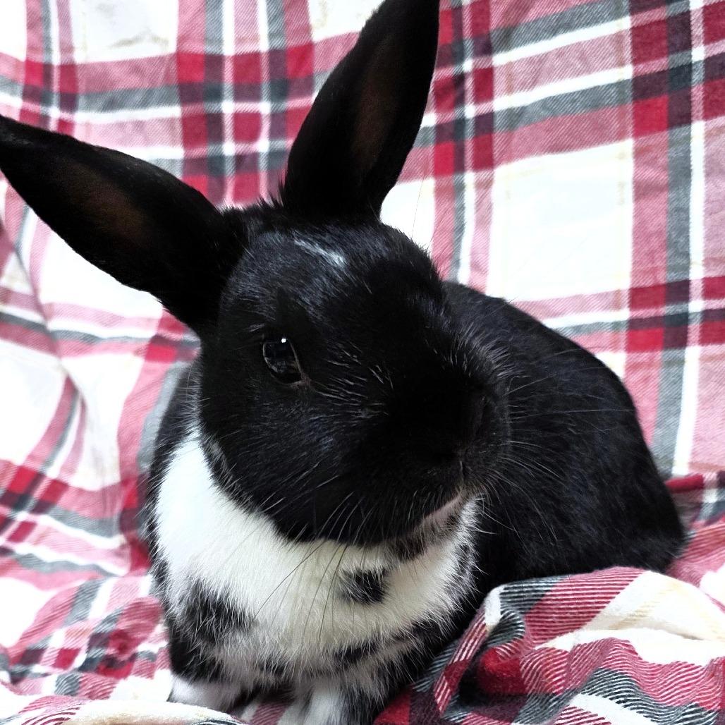 Thumpy, Adoptable, Adult Male Mini Rex.