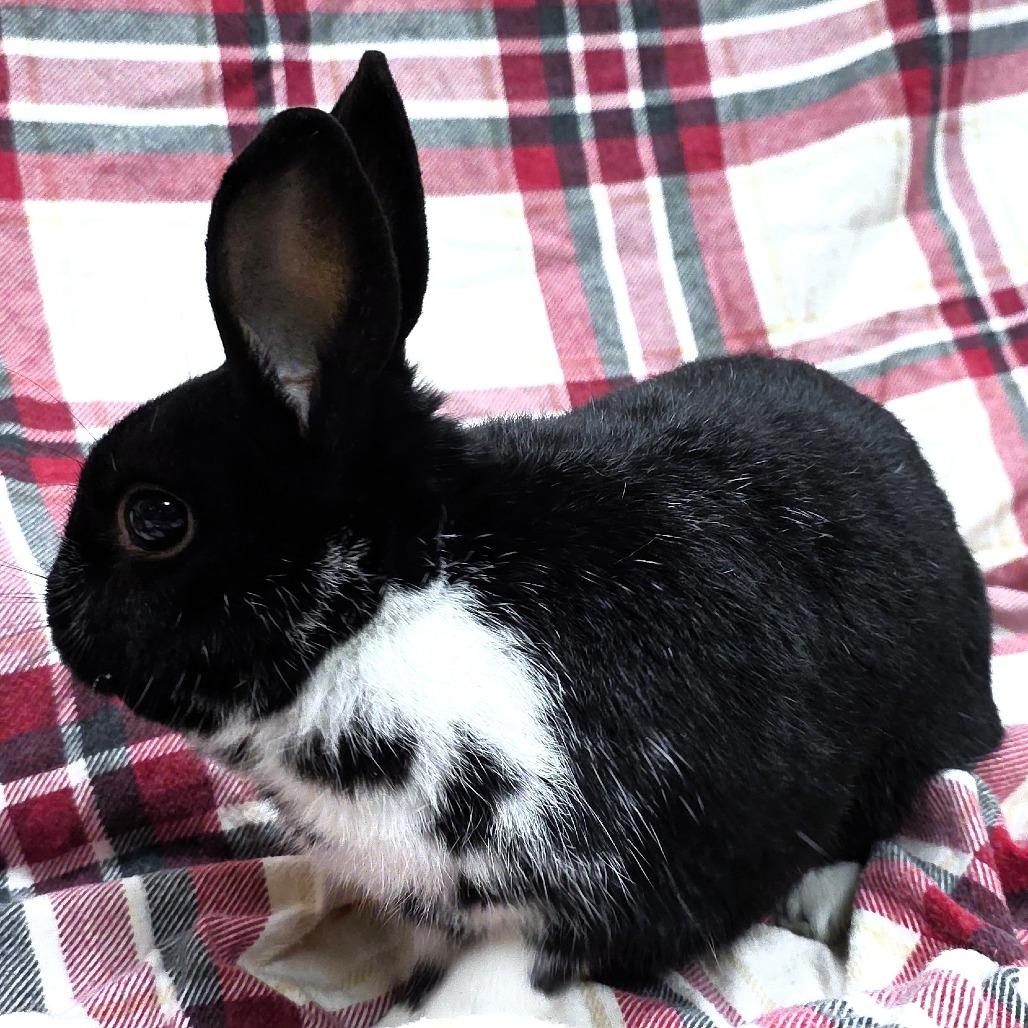 Enlarge Thumpy, a Adoptable Mini Rex in Michigan City, IN image 2/6