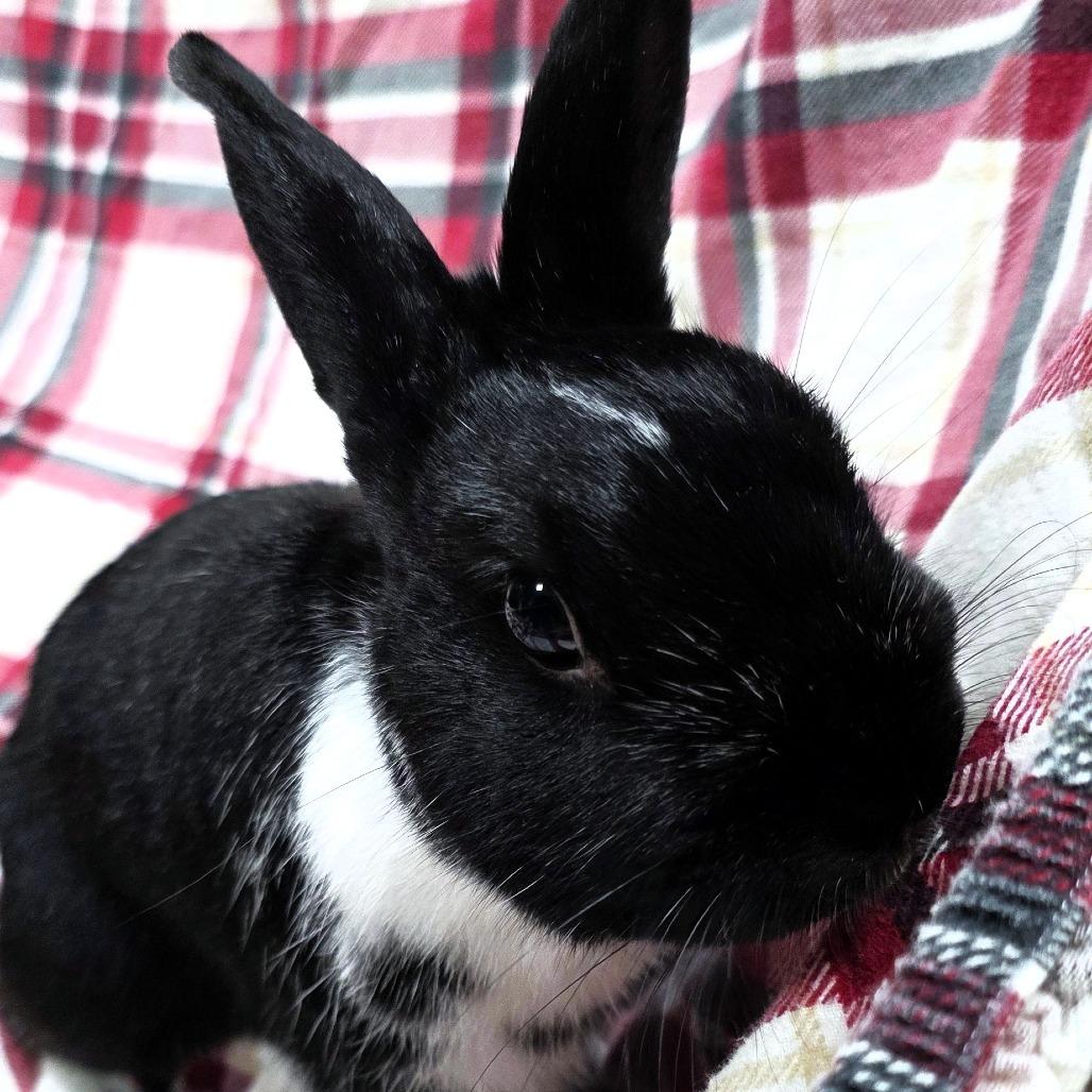 Enlarge Thumpy, a Adoptable Mini Rex in Michigan City, IN image 3/6