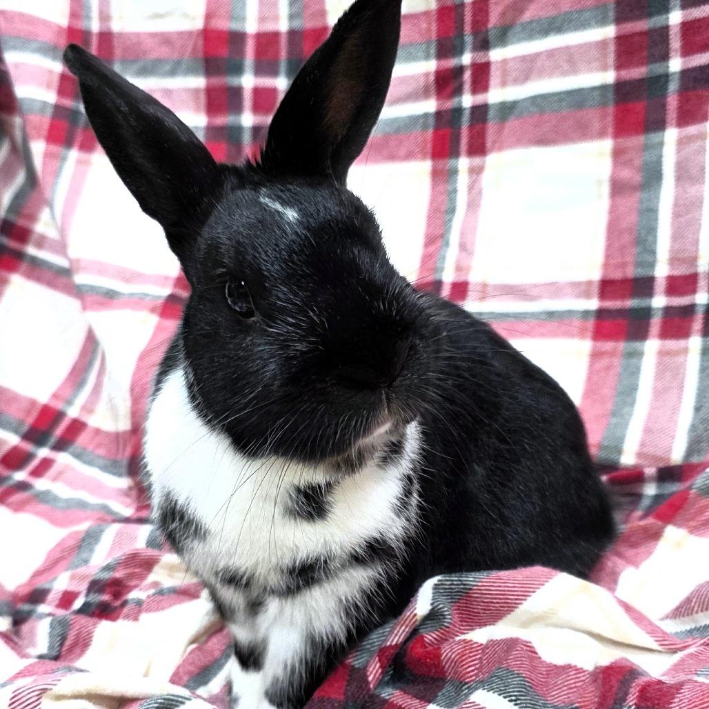 Enlarge Thumpy, a Adoptable Mini Rex in Michigan City, IN image 4/6