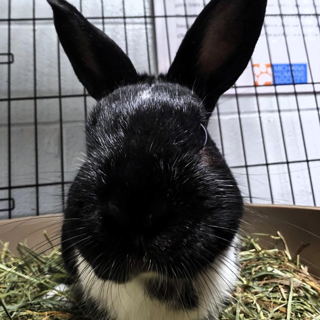 Enlarge Thumpy, a Adoptable Mini Rex in Michigan City, IN image 5/6