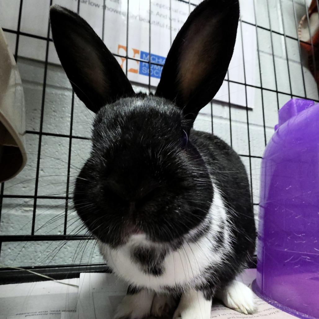 Enlarge Thumpy, a Adoptable Mini Rex in Michigan City, IN image 6/6