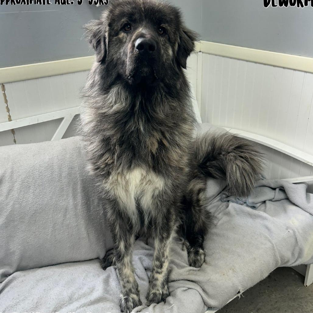 Enlarge Teddy, a Adoptable Newfoundland Dog in Falmouth, KY image 1/1
