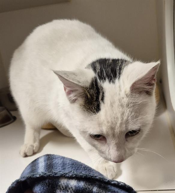 Enlarge SUGARPLUM, a Adoptable Domestic Short Hair in Lodi, CA image 1/1