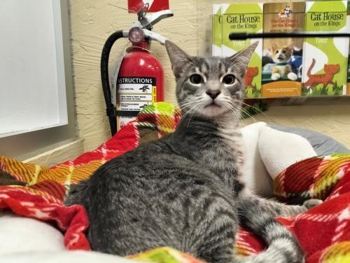 Enlarge Gerri, a Adoptable Tabby in Parlier, CA image 1/6
