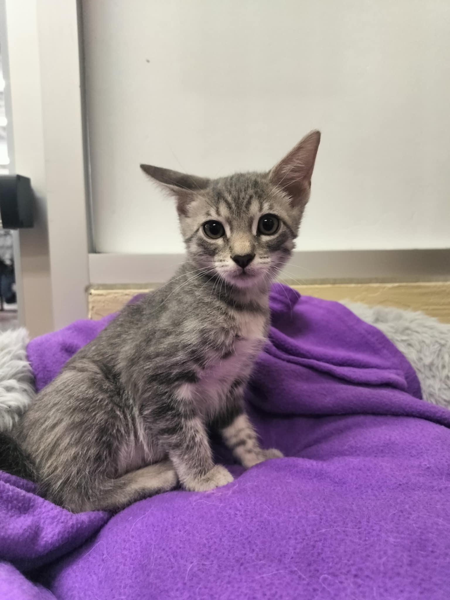Enlarge Gerri, a Adoptable Tabby in Parlier, CA image 3/6