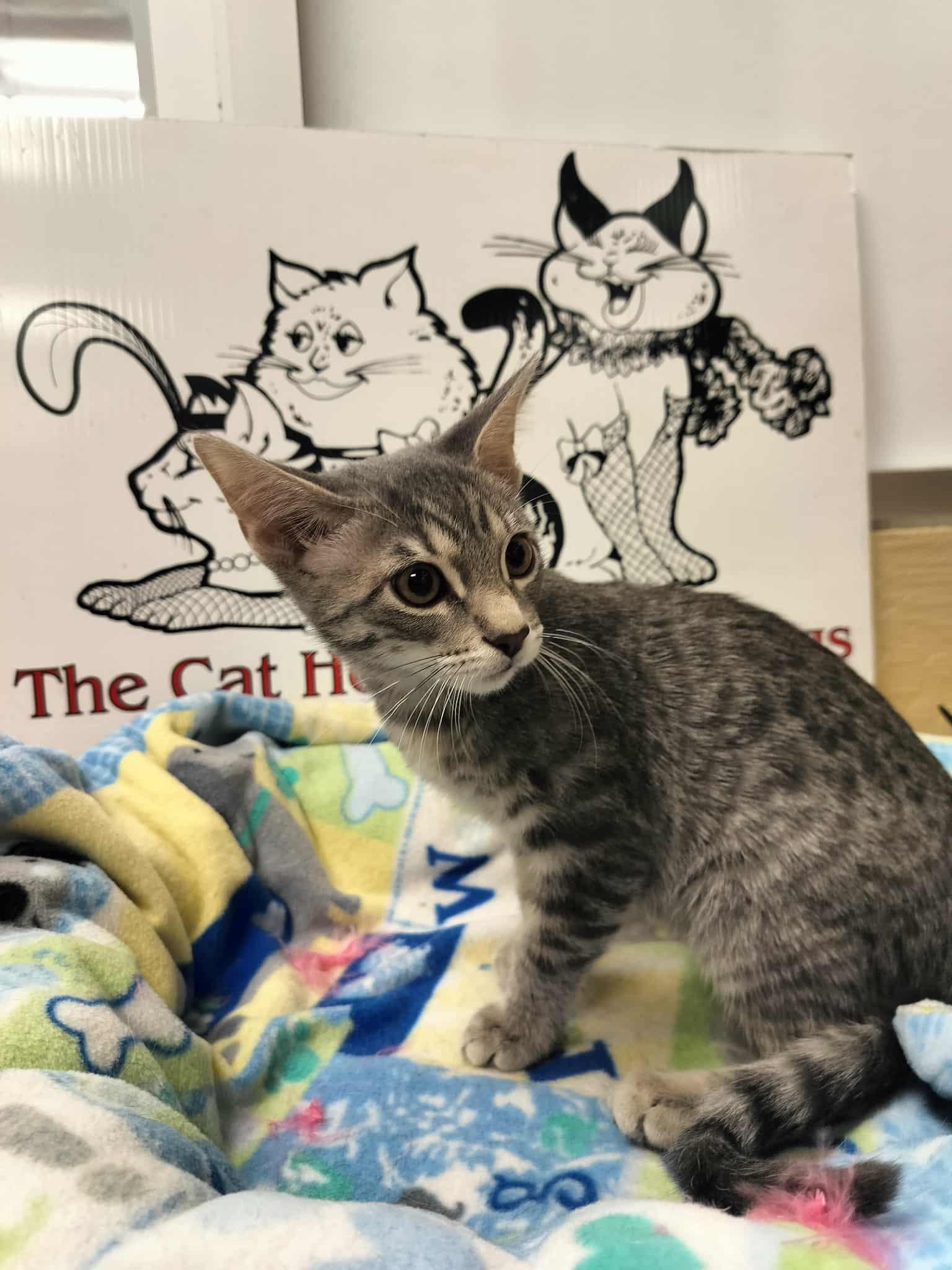 Enlarge Gerri, a Adoptable Tabby in Parlier, CA image 4/6