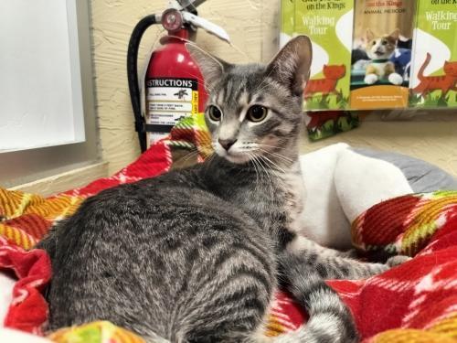 Enlarge Gerri, a Adoptable Tabby in Parlier, CA image 5/6