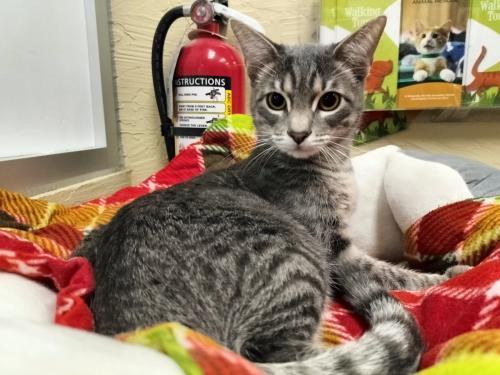 Enlarge Gerri, a Adoptable Tabby in Parlier, CA image 6/6