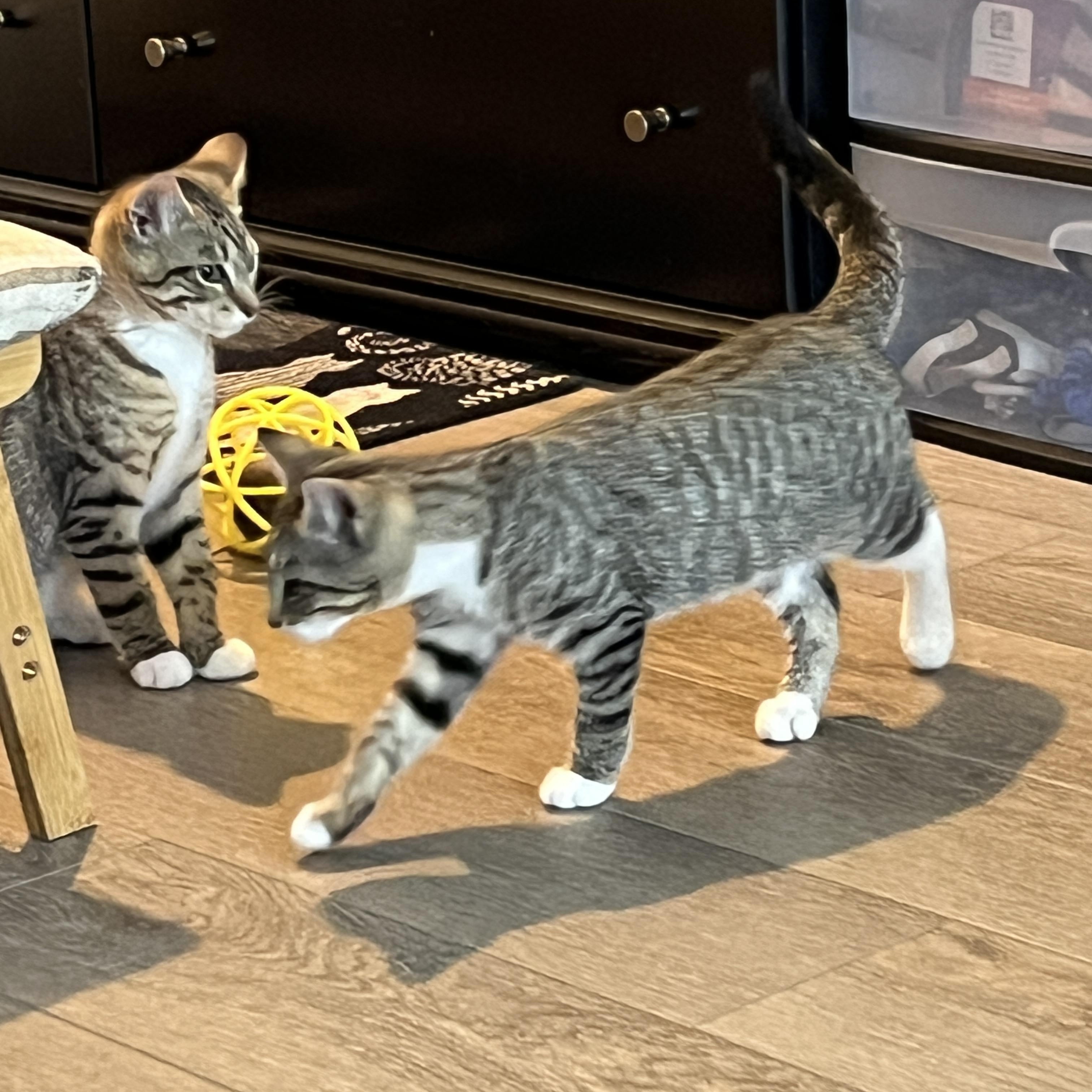 Enlarge Phil, a Adoptable Domestic Short Hair in Manorville , NY image 3/3