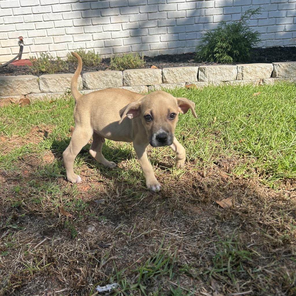 Muenster, Adoptable, Adult Male Australian Kelpie & American Staffordshire Terrier.