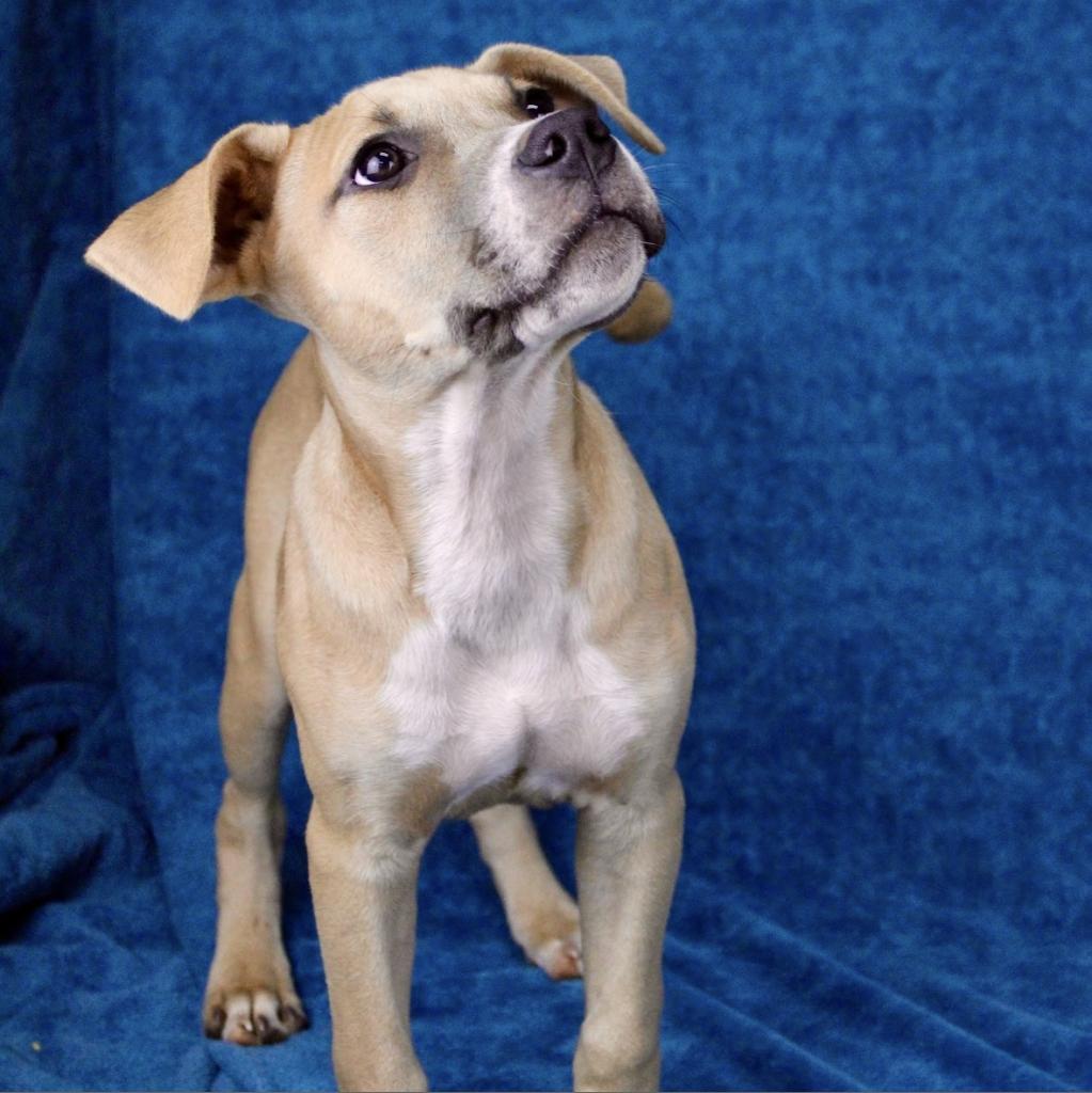 Enlarge Muenster, a Adoptable mixed breed in Austell, GA image 2/6