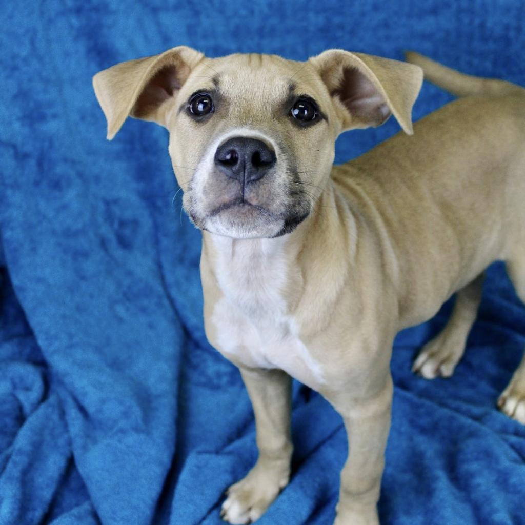 Enlarge Muenster, a Adoptable mixed breed in Austell, GA image 3/6
