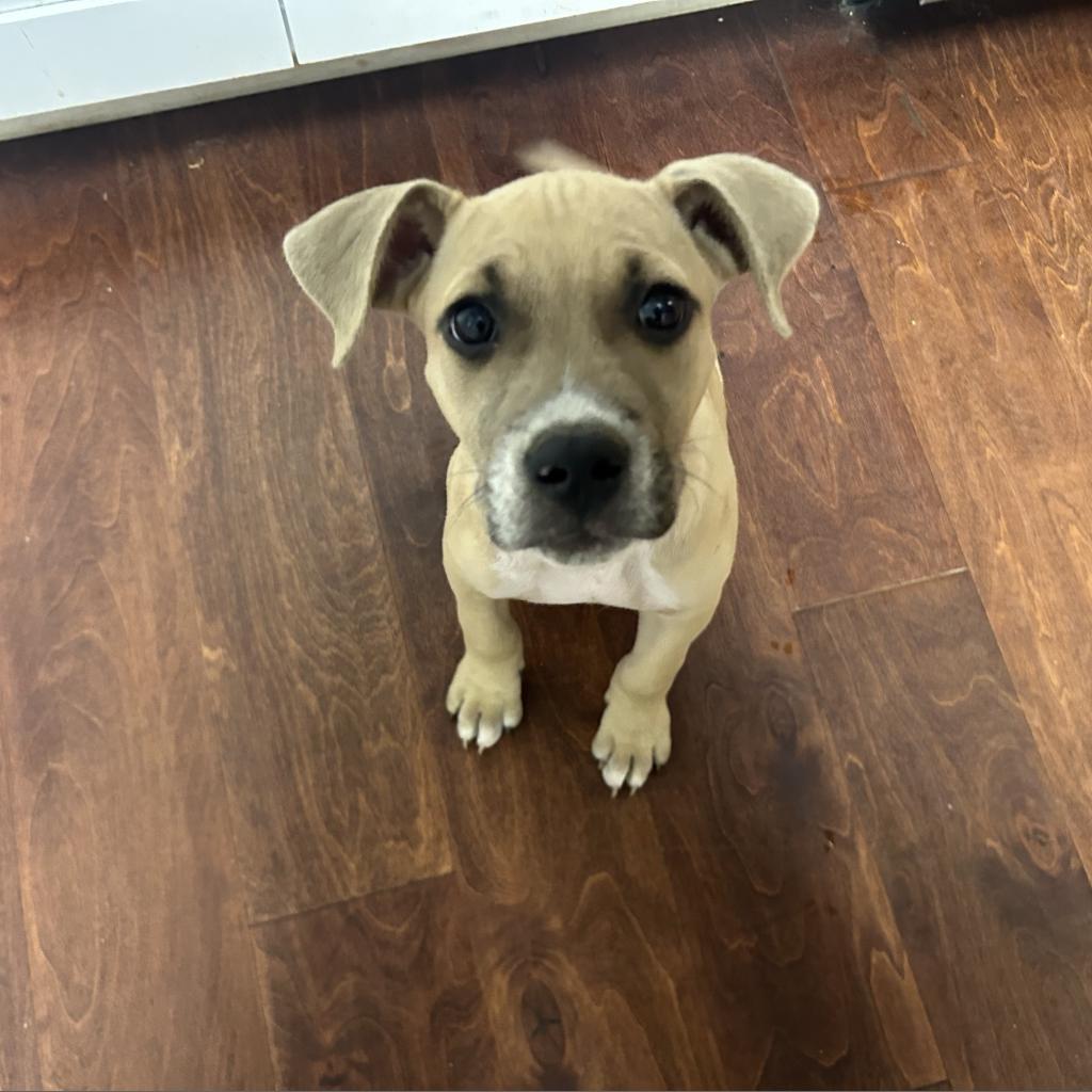 Enlarge Muenster, a Adoptable mixed breed in Austell, GA image 4/6