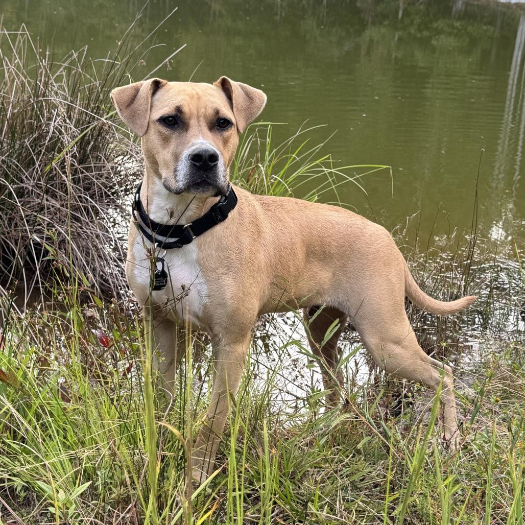 Enlarge Muenster, a Adoptable mixed breed in Austell, GA image 5/6
