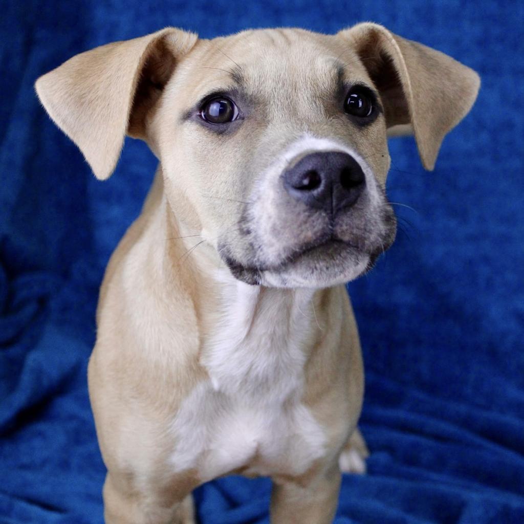 Enlarge Muenster, a Adoptable mixed breed in Austell, GA image 6/6