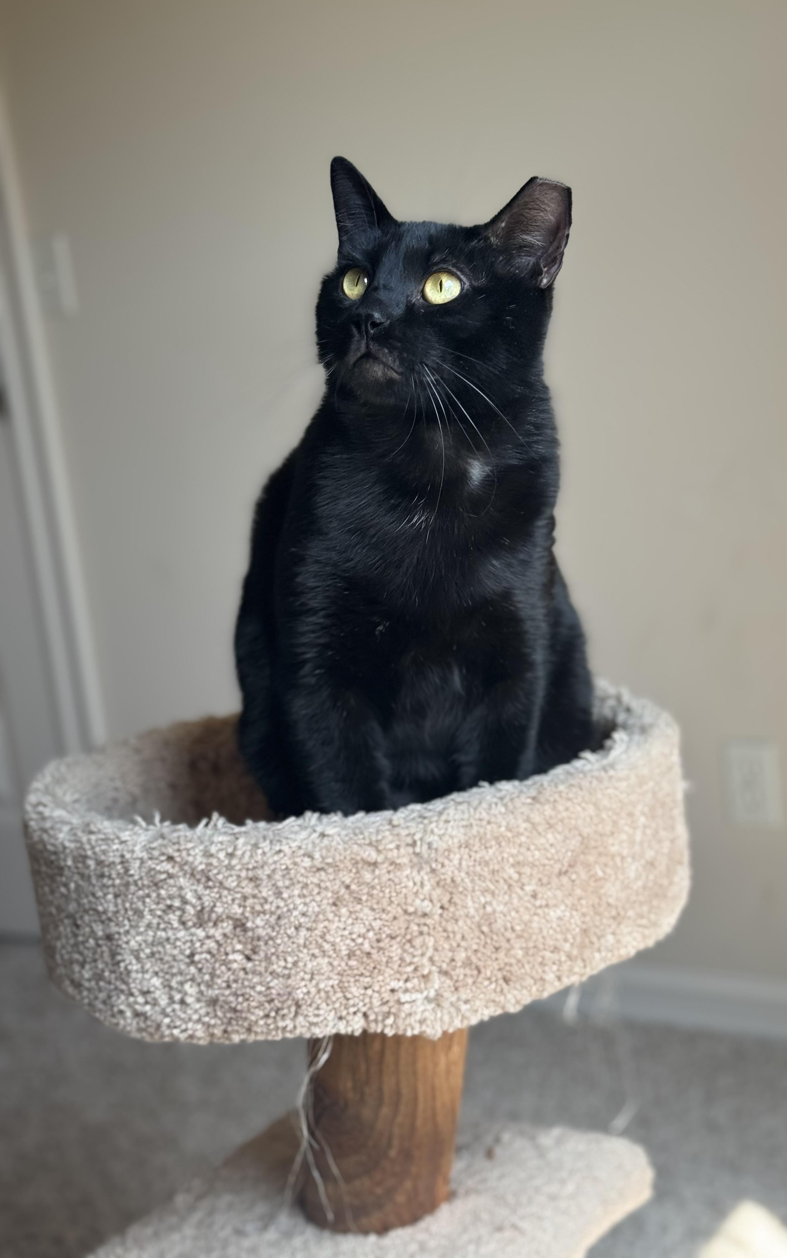 Magpie (bonded with Evette)