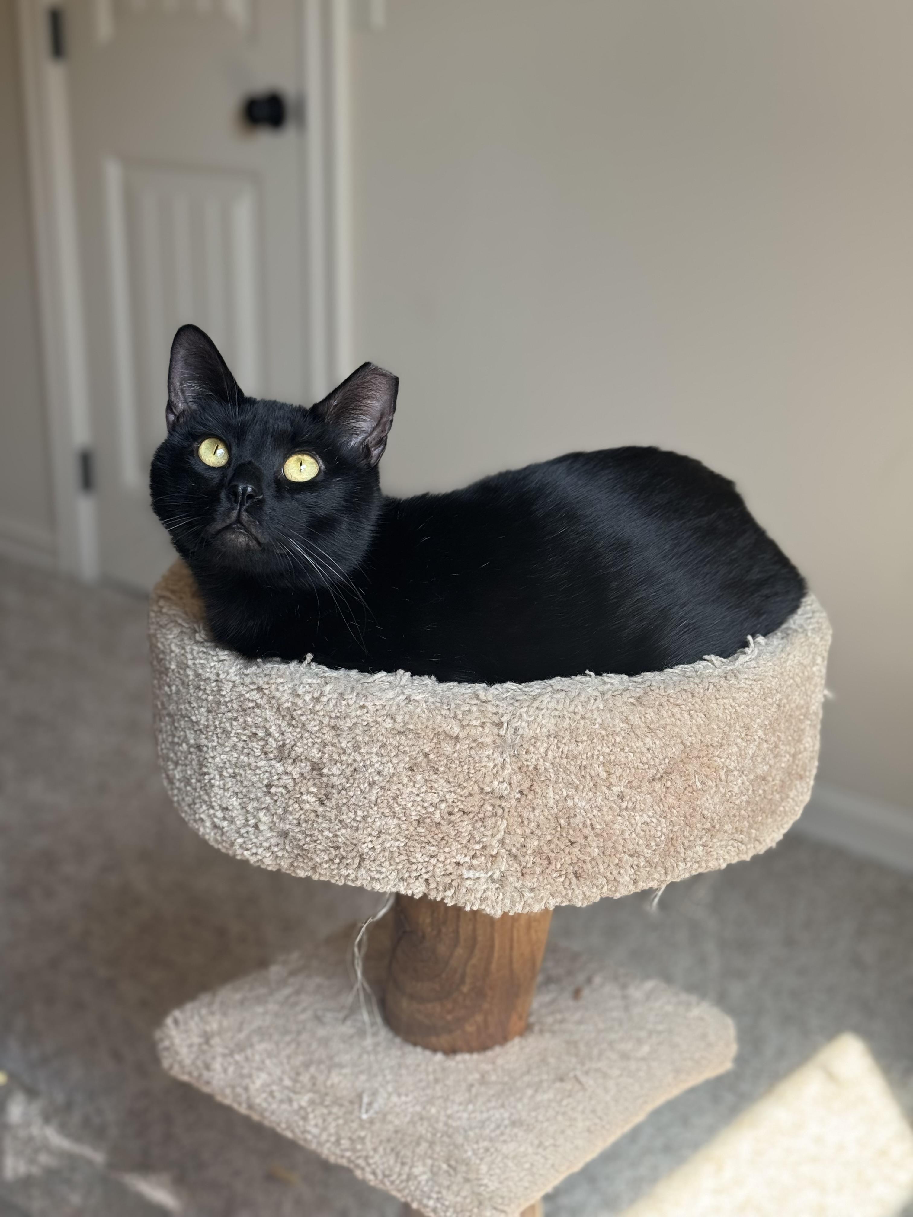 Magpie (bonded with Evette)