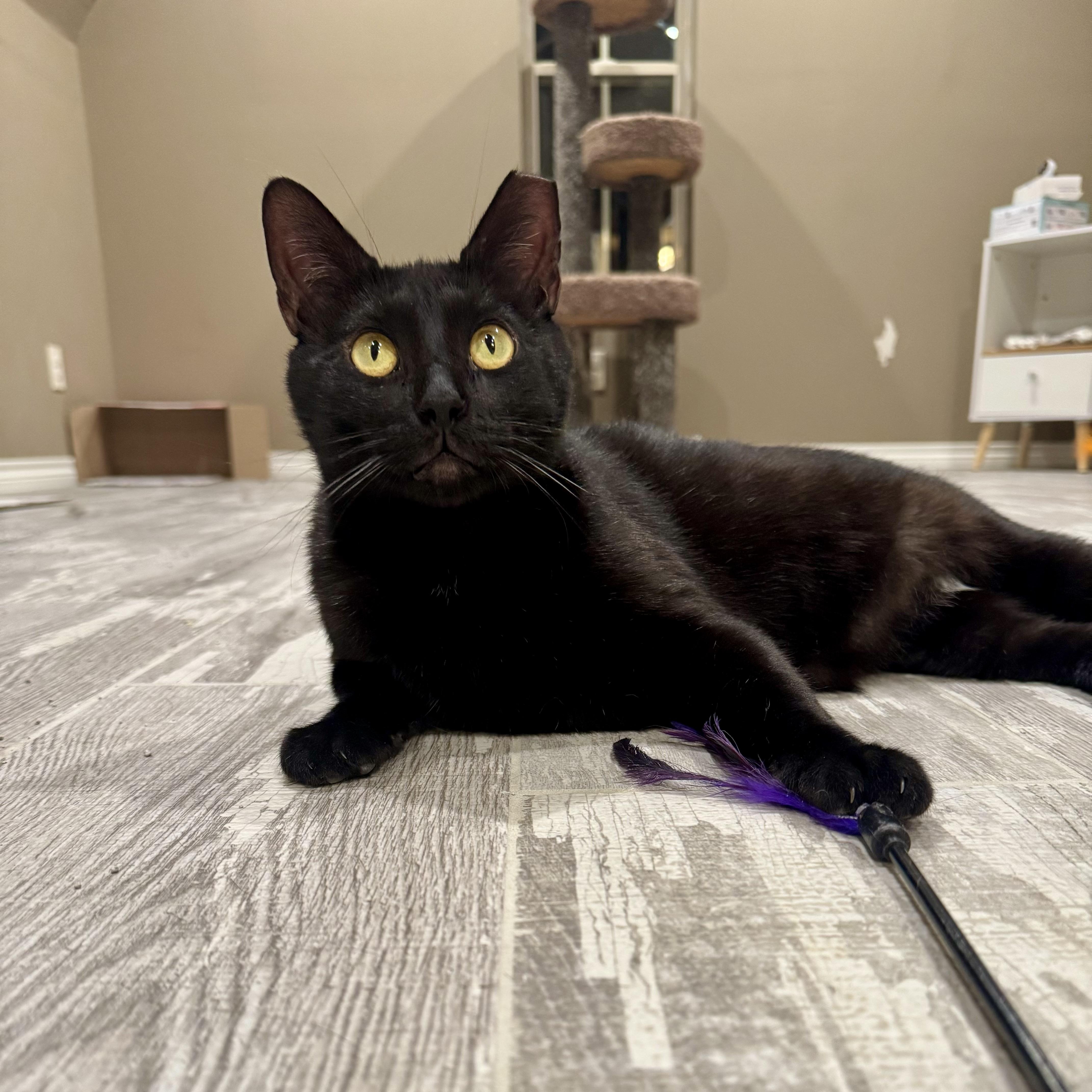 Magpie (bonded with Evette)