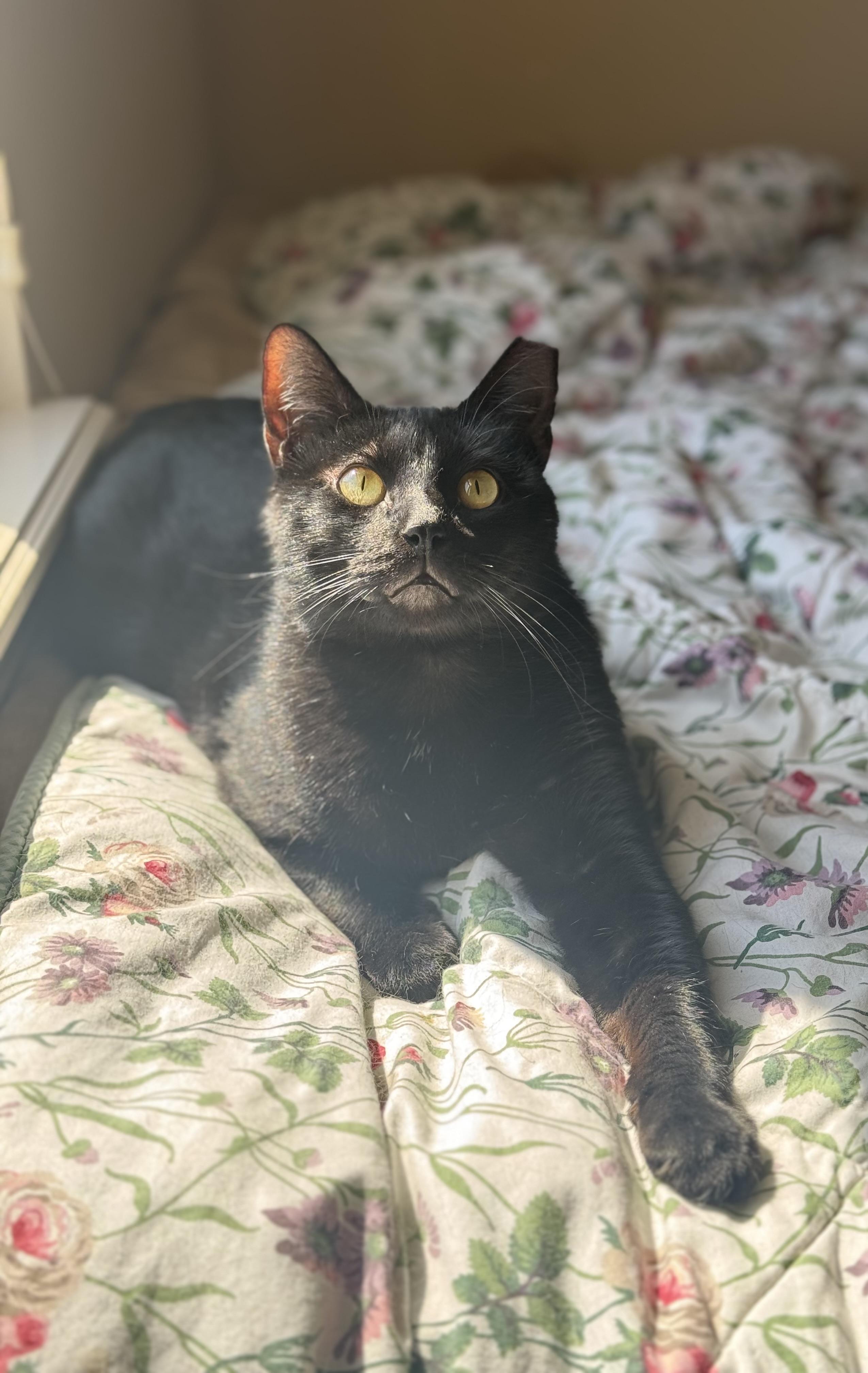 Magpie (bonded with Evette)