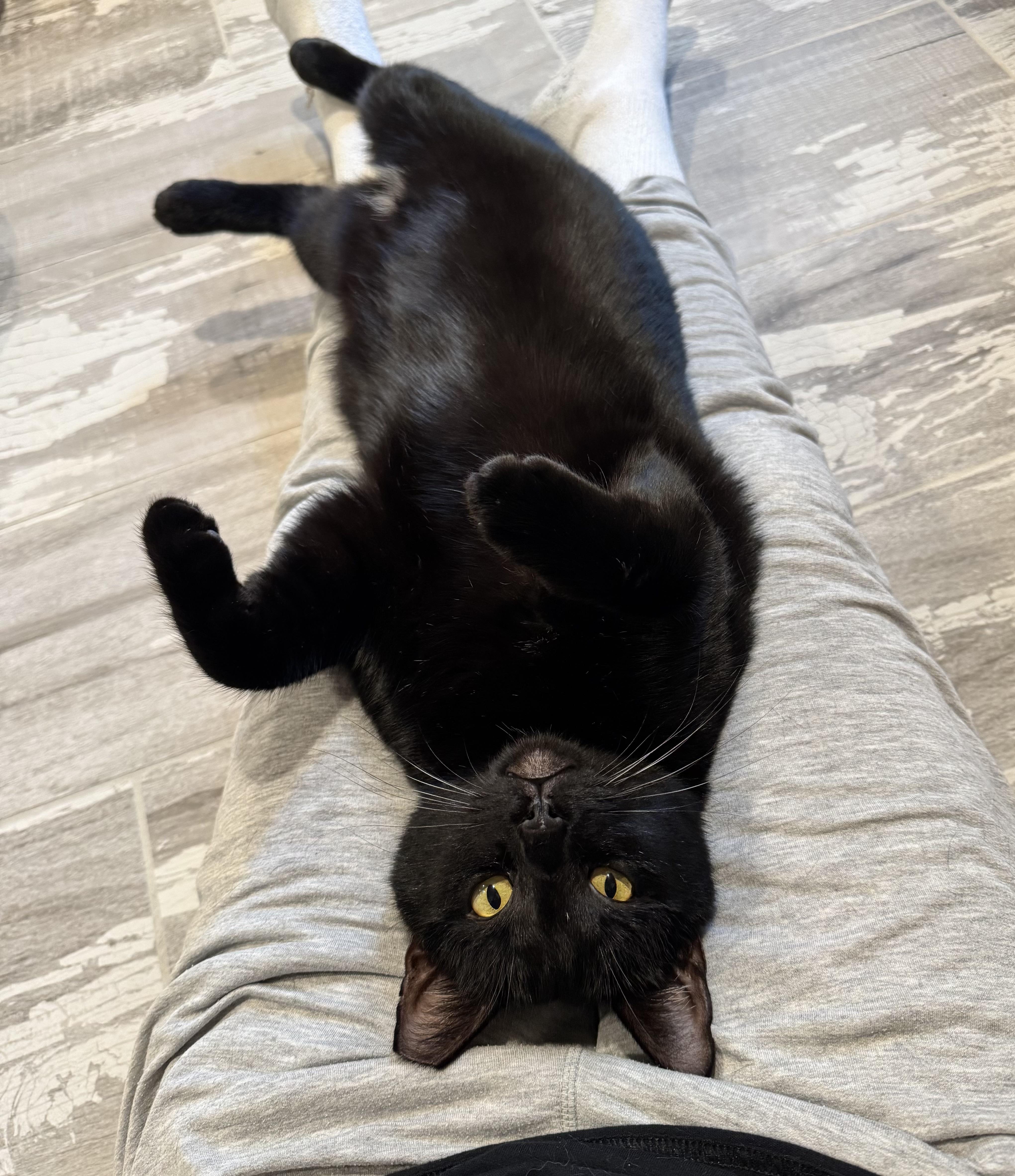 Magpie (bonded with Evette)