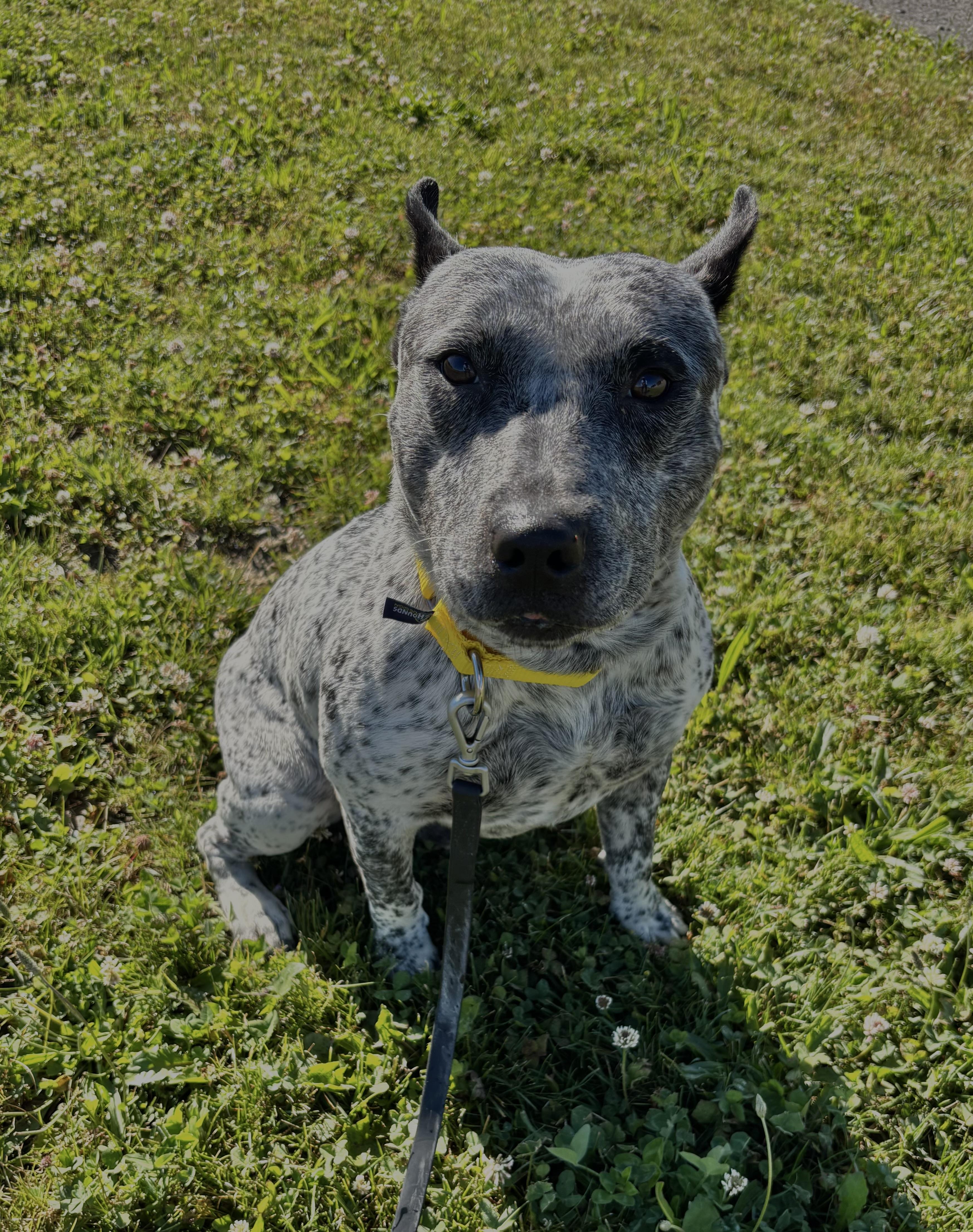 DRAKO, an adopted mixed breed in Ashland, OH image 2/2