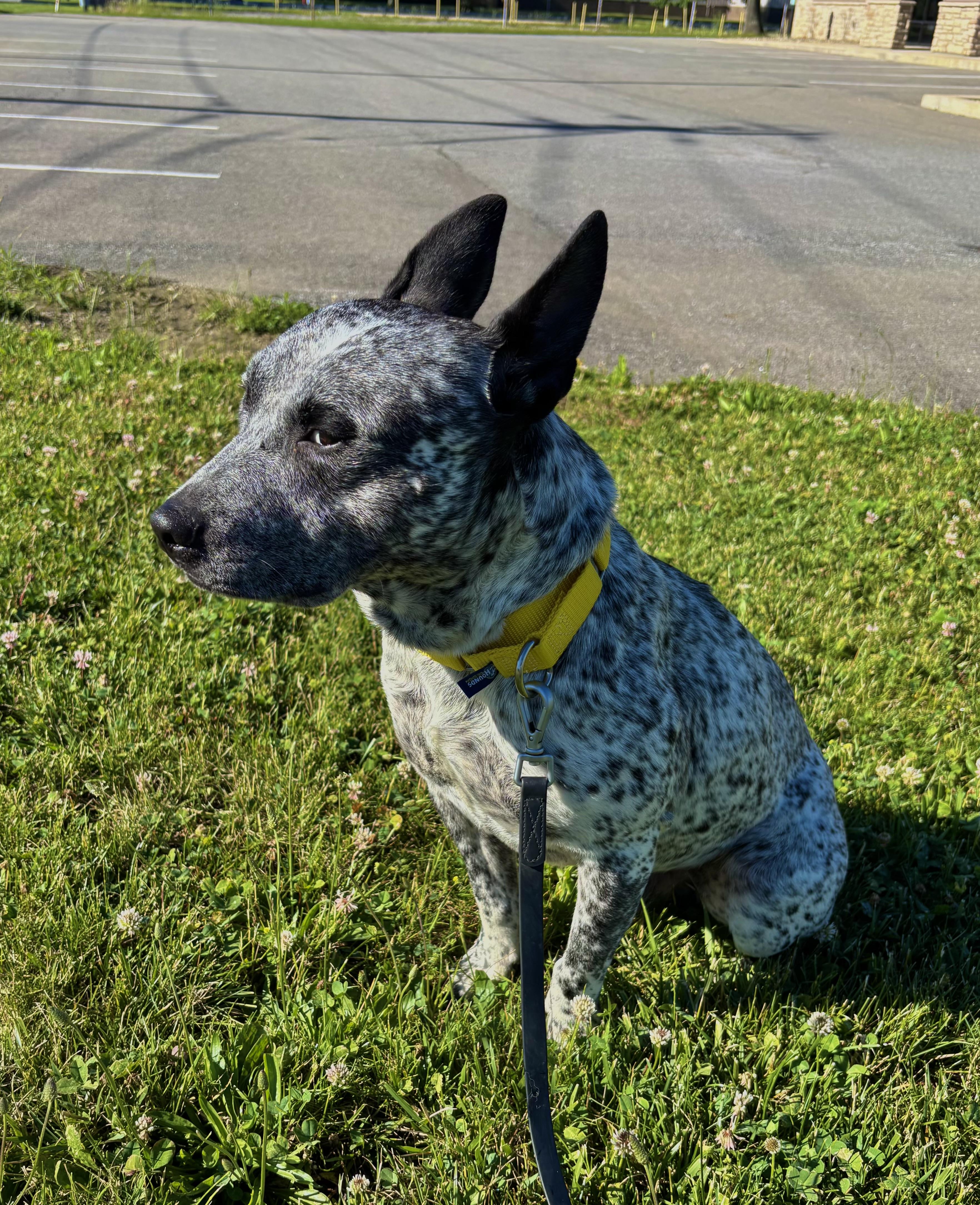 DRAKO, adopted, Young Male Cattle Dog.