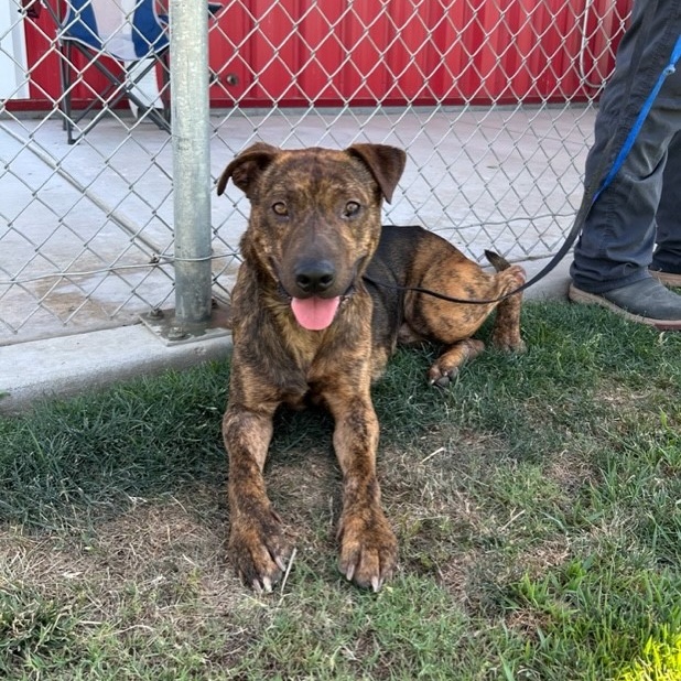 BUDDY BOREL, Adoptable, Adult Male Dutch Shepherd.