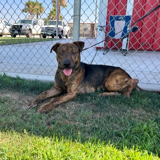 BUDDY BOREL, a Adoptable Dutch Shepherd in Delano, CA image 2/3