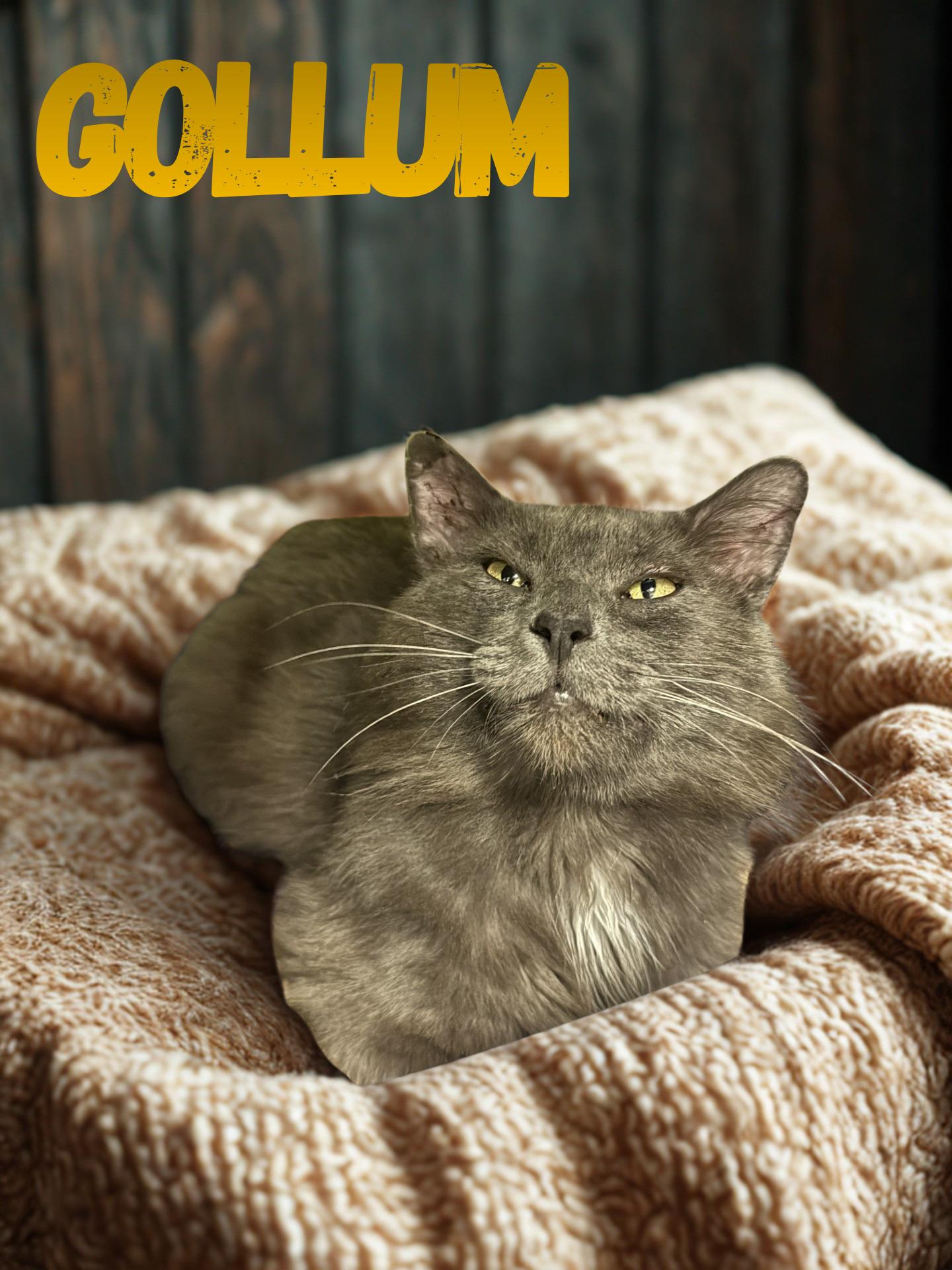 Gollum, ADOPTABLE, Adult Male Domestic Long Hair.