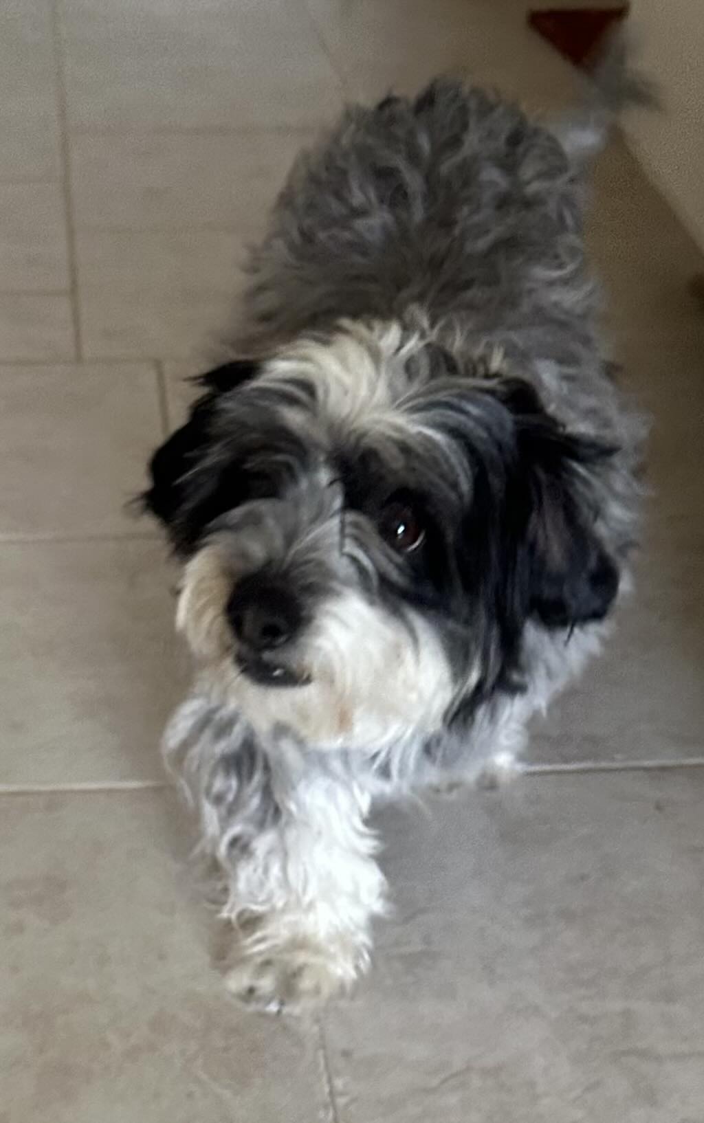 Enlarge Nemo, a Adopted mixed breed in Lancaster, CA image 1/3