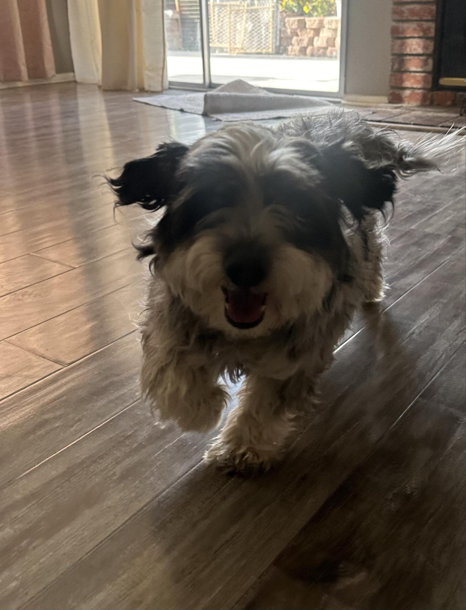 Enlarge Nemo, a Adopted mixed breed in Lancaster, CA image 2/3