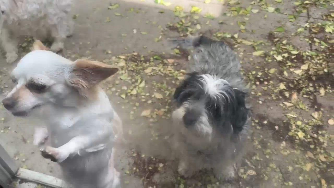 Enlarge Nemo, a Adopted mixed breed in Lancaster, CA video 3/3