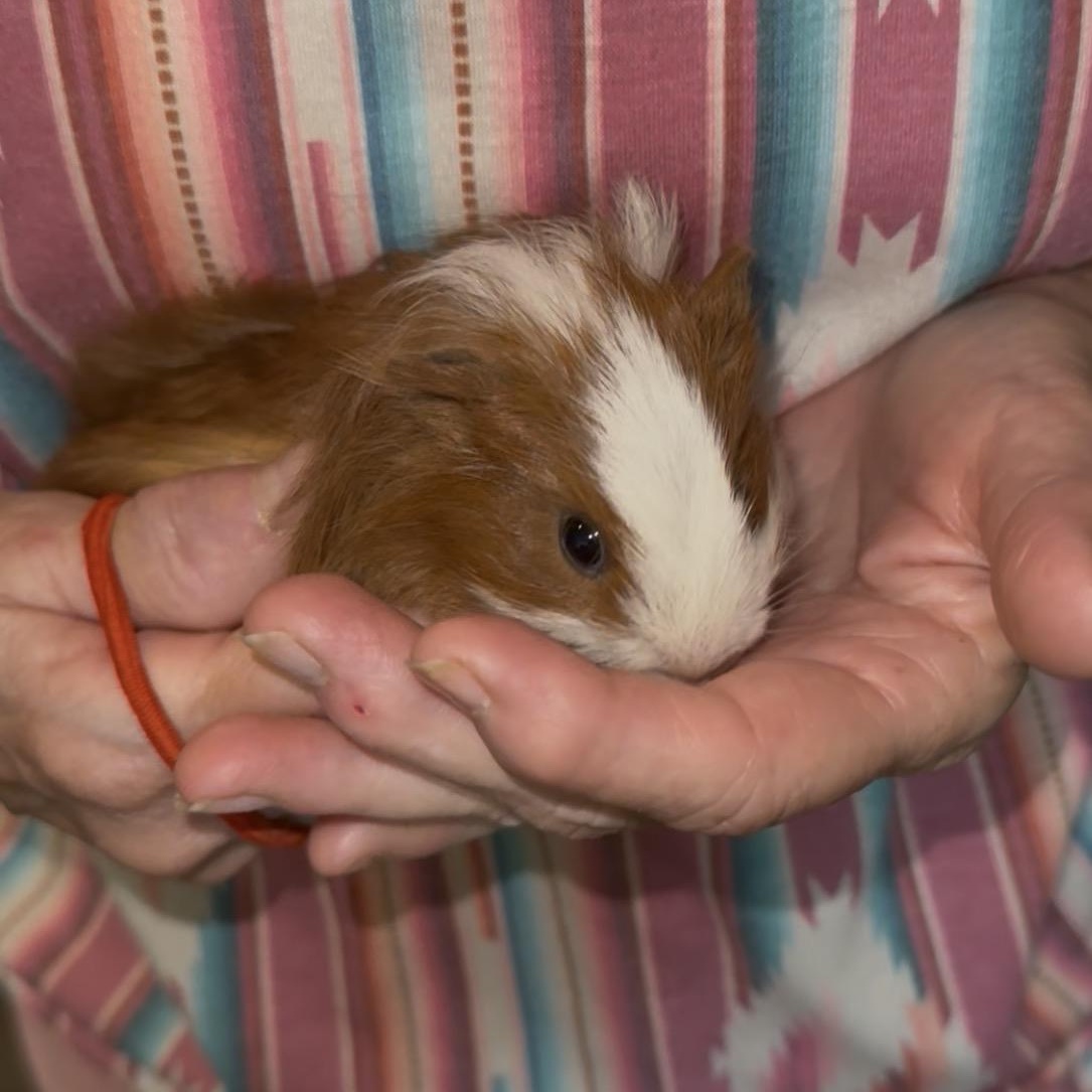 Enlarge Flan & Tiny Peanut, a Adoptable Short-Haired in San Antonio, TX image 3/5