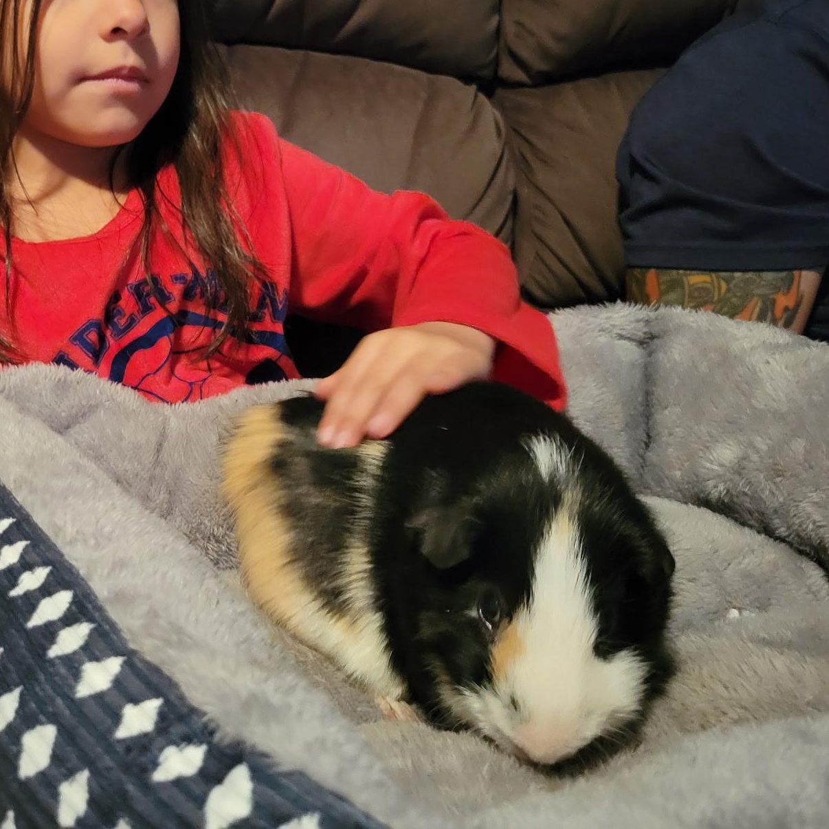 Enlarge Flan & Tiny Peanut, an adopted Short-Haired in San Antonio, TX image 3/6