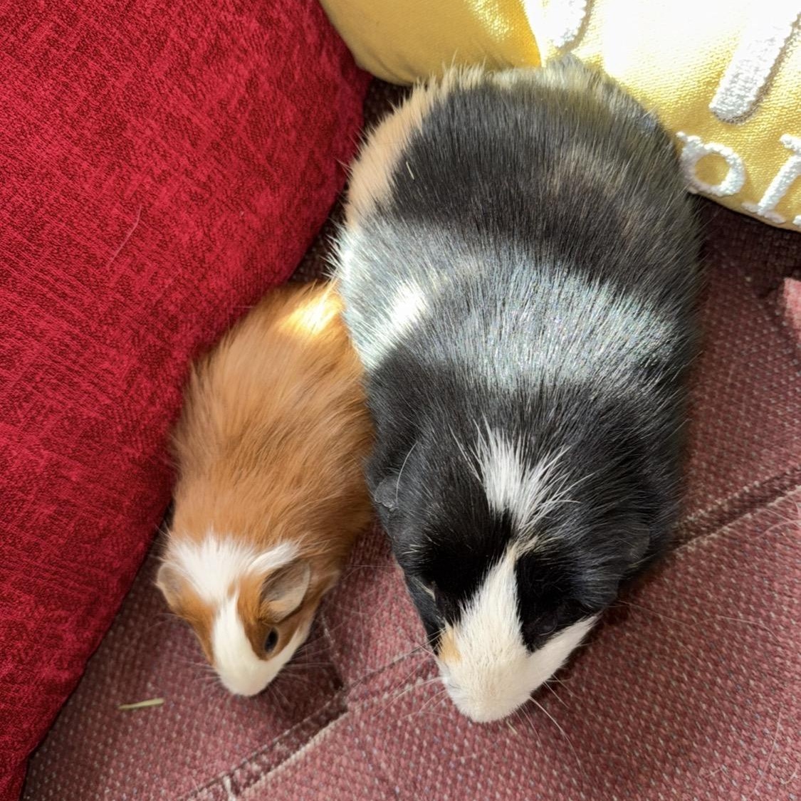 Enlarge Flan & Tiny Peanut, a Adoptable Short-Haired in San Antonio, TX image 2/5