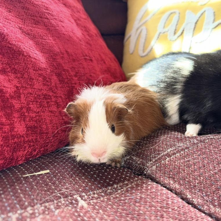 Enlarge Flan & Tiny Peanut, a Adoptable Short-Haired in San Antonio, TX image 4/5