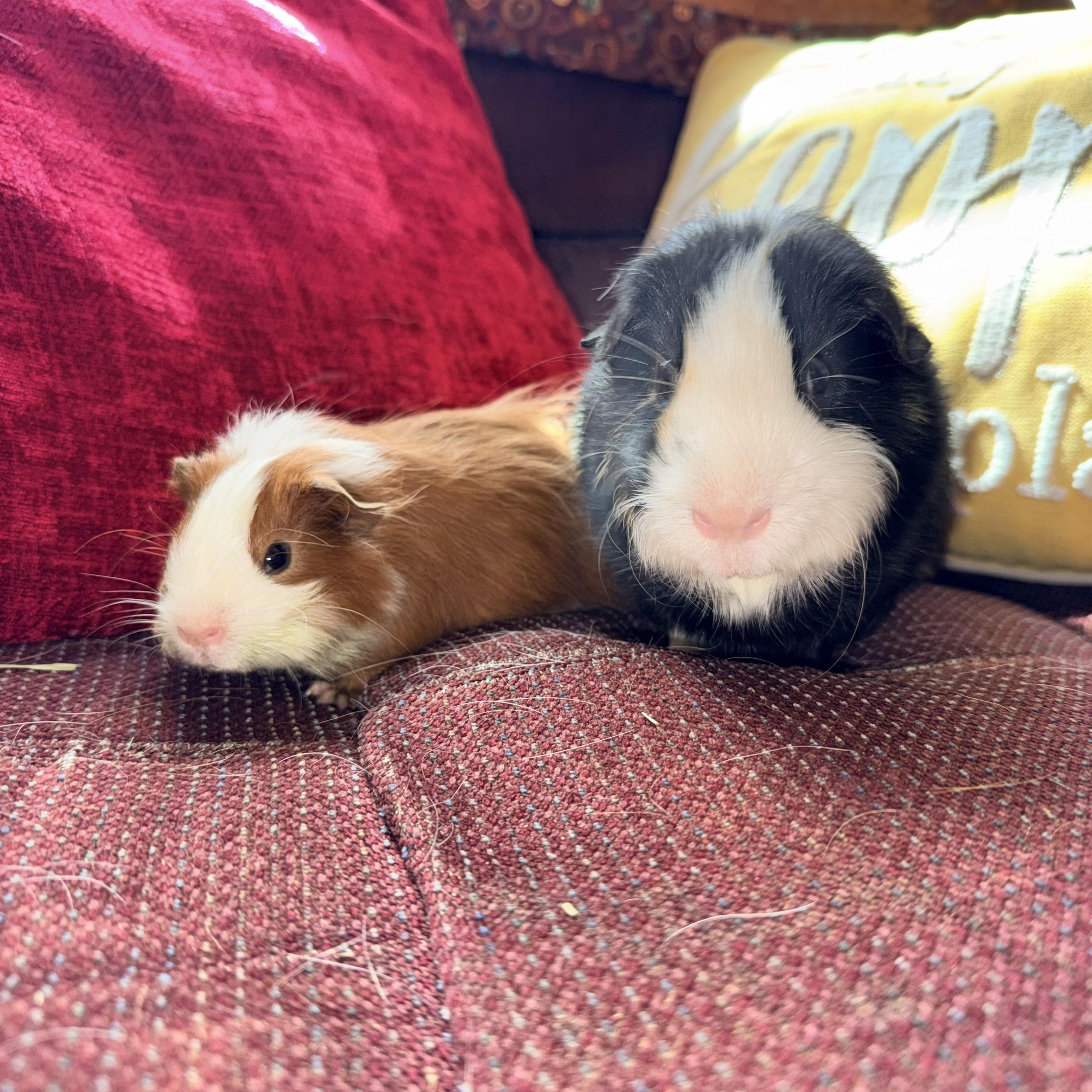 Flan & Tiny Peanut, Adoptable, Young Male Short-Haired.