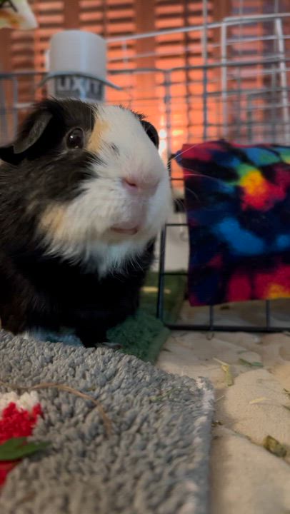 Enlarge Flan & Tiny Peanut, a Adoptable Short-Haired in San Antonio, TX video 5/5