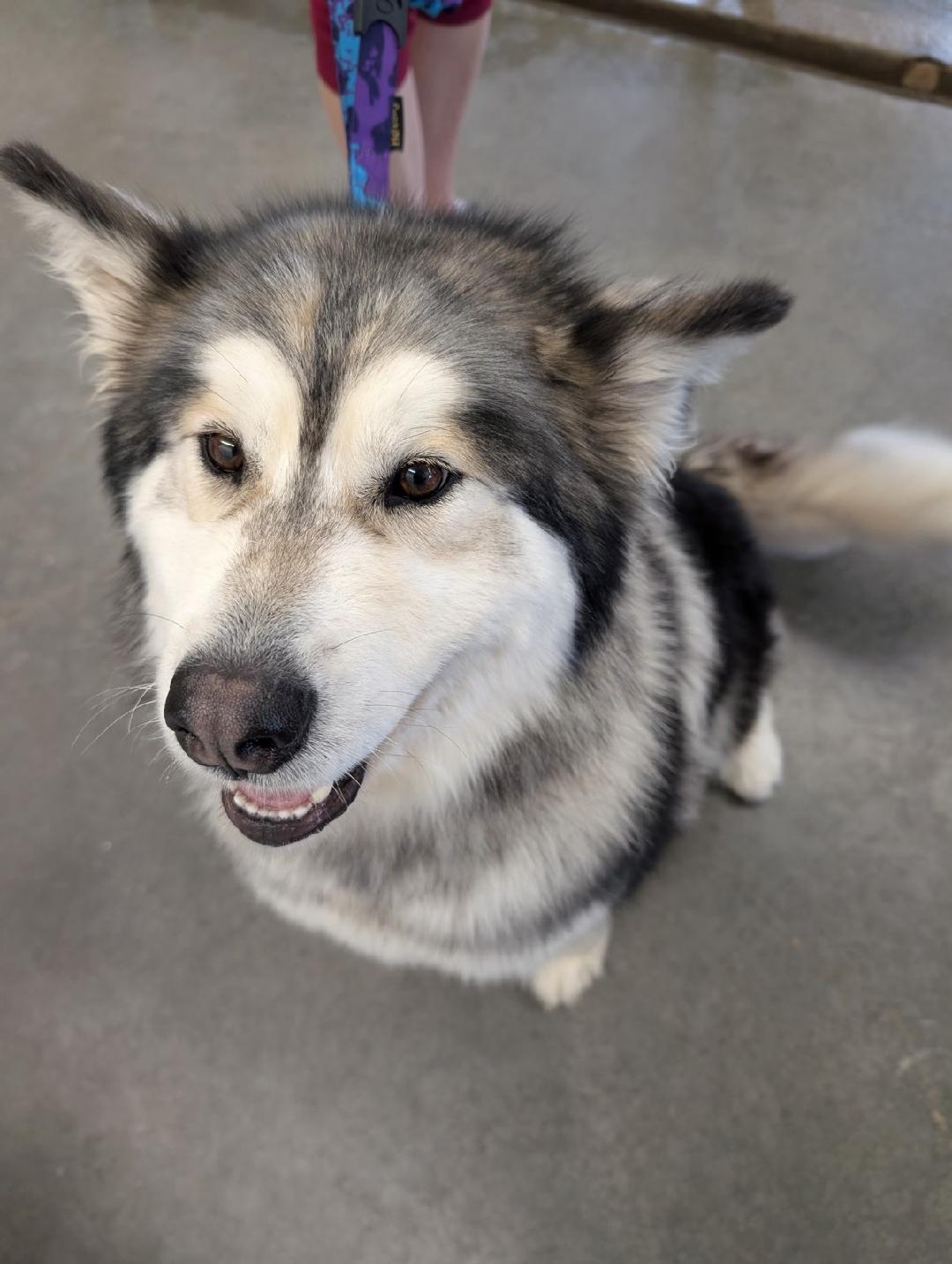 Ryder, ADOPTABLE, Young Female Alaskan Malamute & Husky.