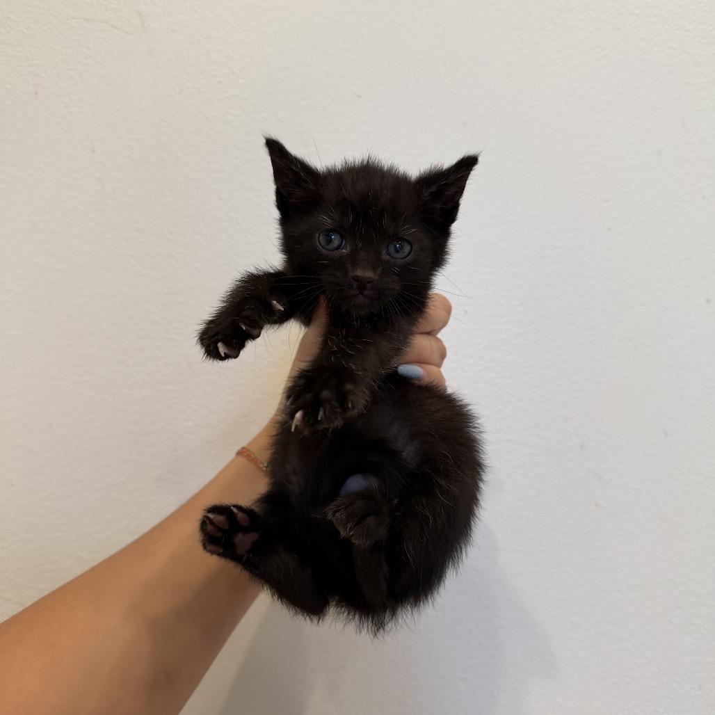 Enlarge Zyrtec, a Adoptable Domestic Short Hair in Mettawa, IL image 2/4