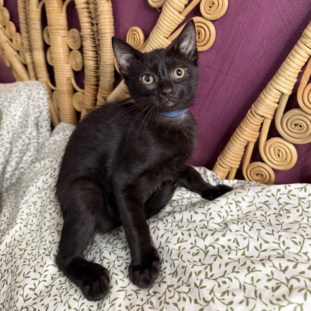 Enlarge Zyrtec, a Adoptable Domestic Short Hair in Mettawa, IL image 4/4