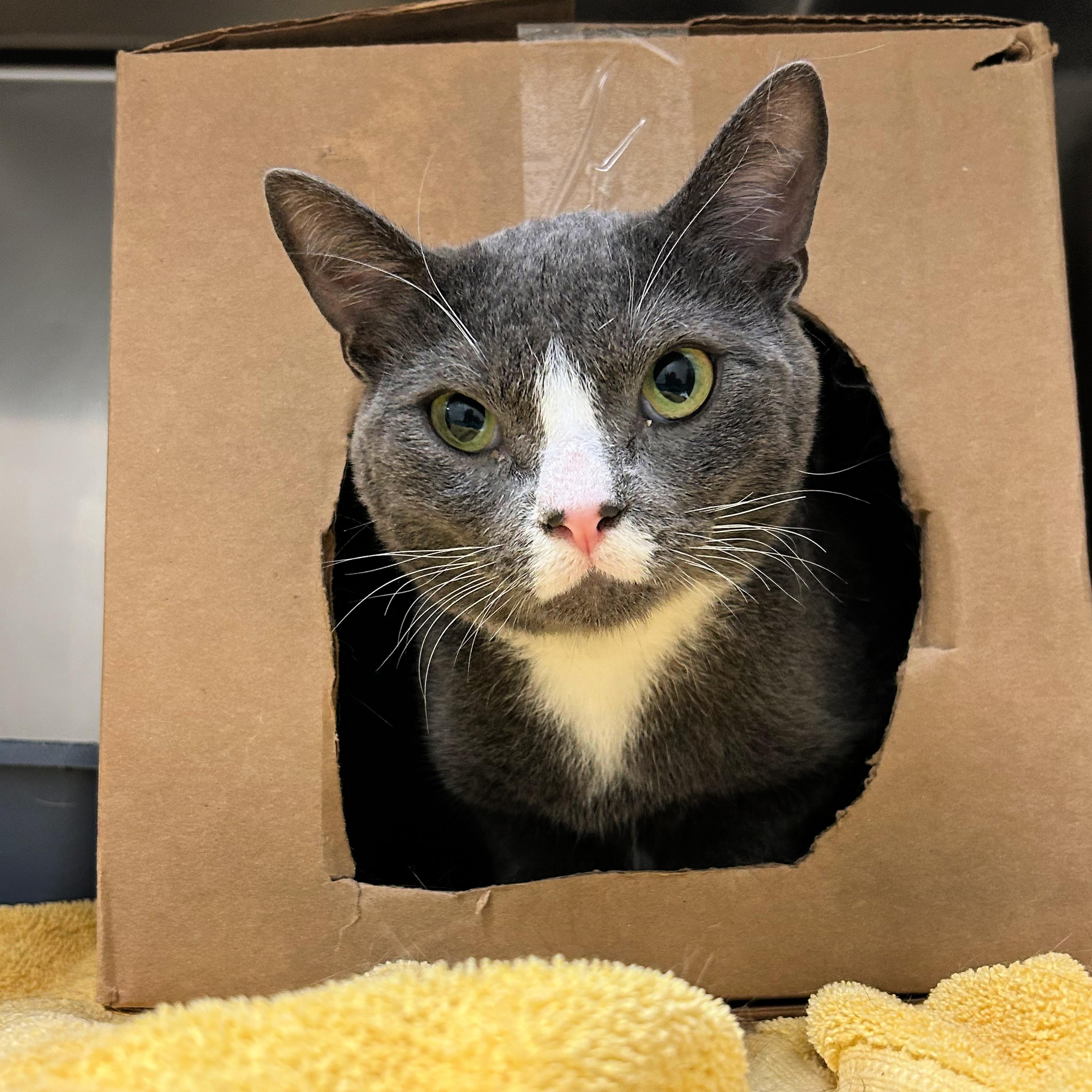 Pigeon, ADOPTABLE, Young Male Domestic Short Hair.